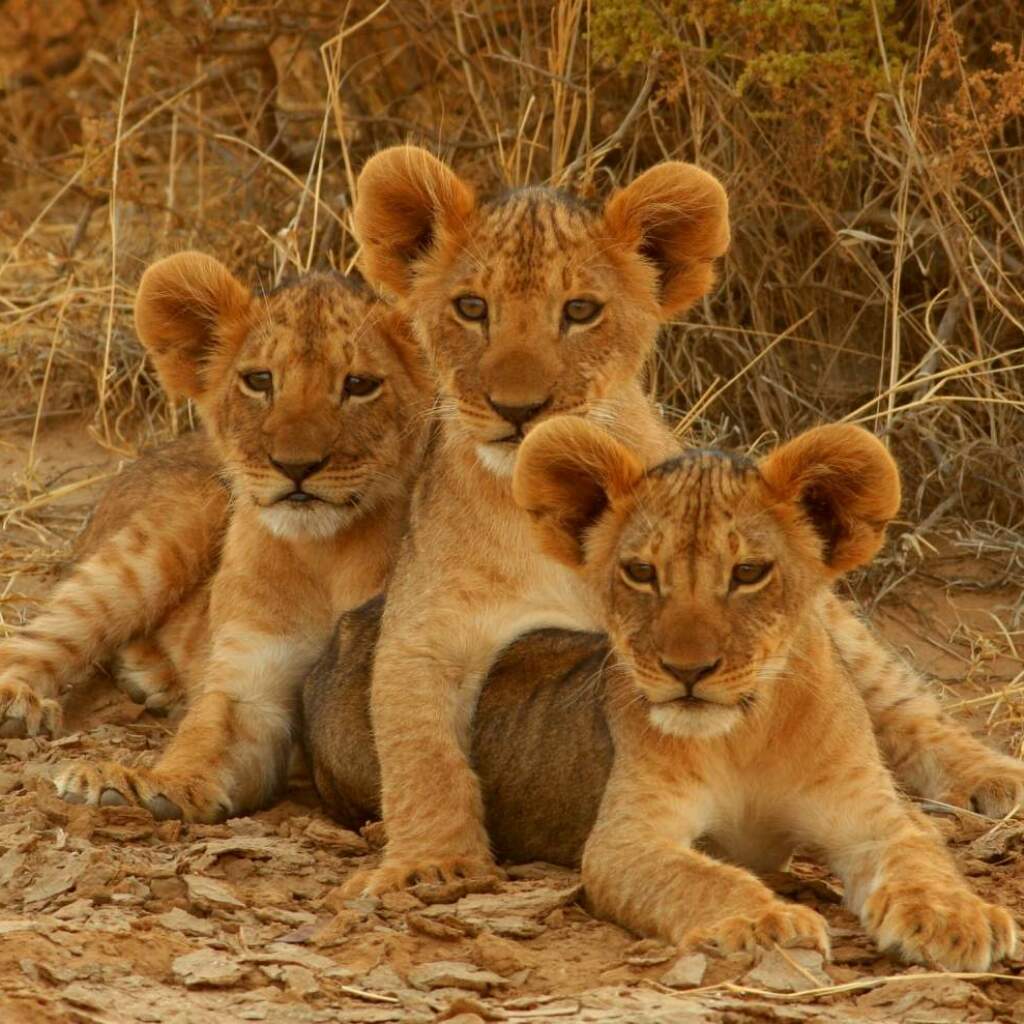 África do Sul Safari: a maior oferta e o caminho mais fácil para entrar